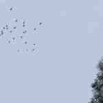  thumbnail no. 1 ofkandovanpars complex Alt3 project, designed by Kambiz Moshtaq